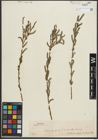 Foto von Salix purpurea L.